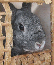 Why Adopt a Rabbit?